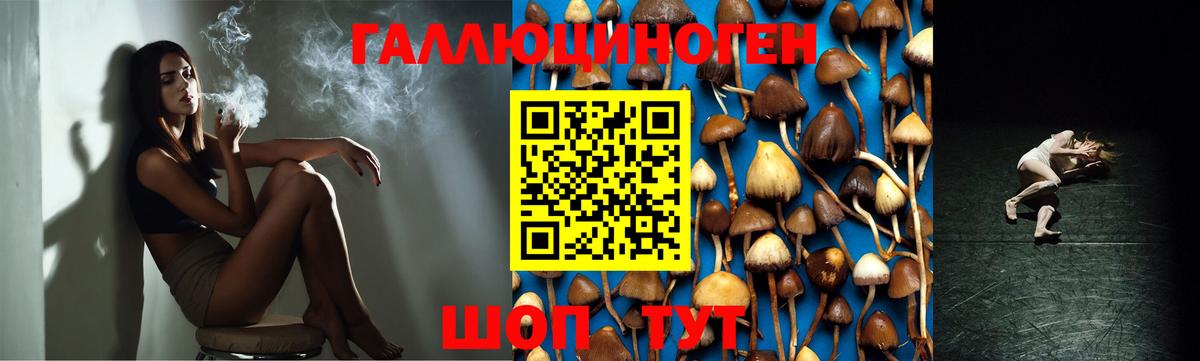 Галлюциногенные грибы Psilocybe Сертолово